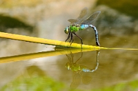 00767 Anax Imperator (Libellula imperatore)